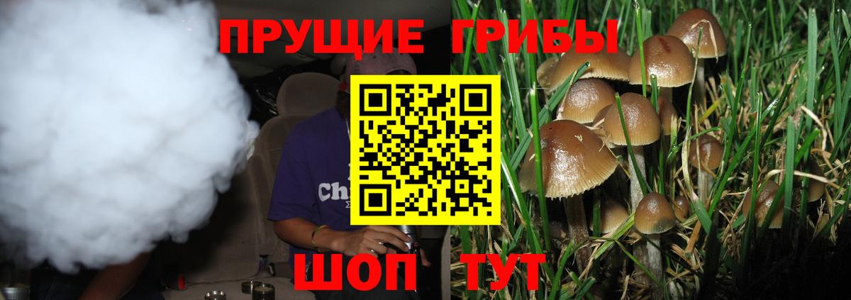 Кольчугино  как найти наркотики  Вход с VPN  Псилоцибиновые грибы прущие грибы 